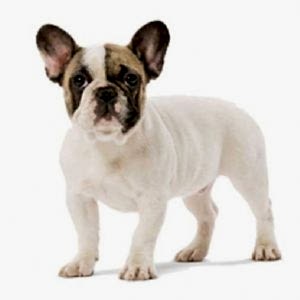 French  Bulldog