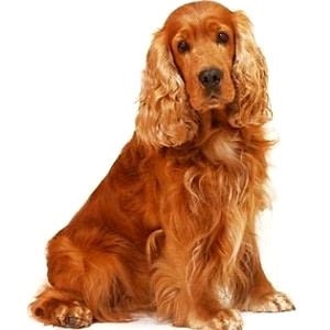 English Cocker Spaniel