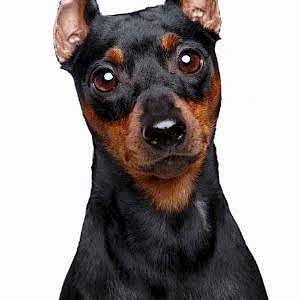 Miniature Pinscher