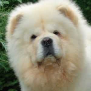 Chow Chow