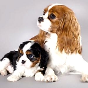 Cavalier King Charles Spaniel