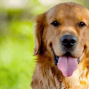 Golden  Retriever