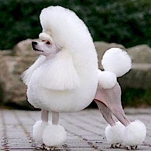 Poodle