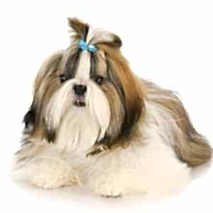 Shih Tzu