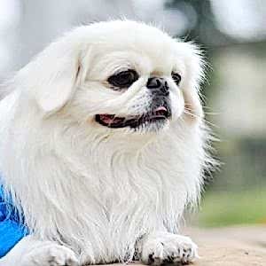Pekingese