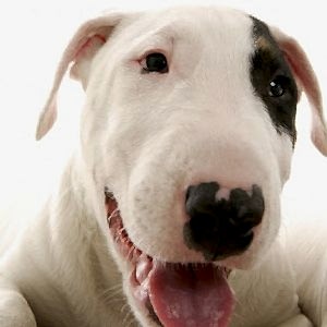 Bull Terrier