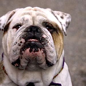 English Bulldog