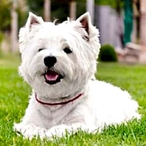 West Highland White Terrier