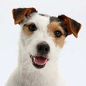 Jack Russell Terrier