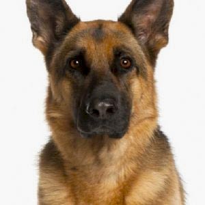 German Shepherd Dog