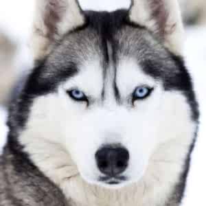 Siberian Husky