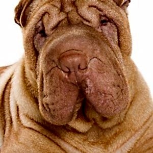 Shar Pei