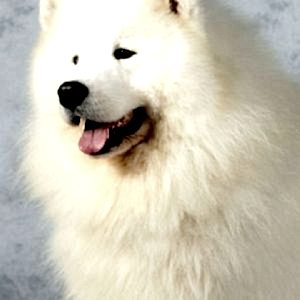 SAMOYED