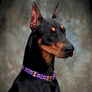 Doberman Pinscher