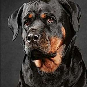 Rottweiler