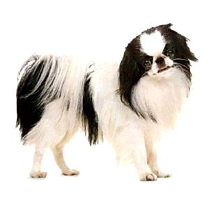Japanese Spaniel
